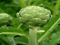 How to Grow Artichokes - A Complete Guide