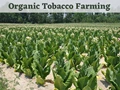 Organic Tobacco Farming: A Complete Cultivation Guide