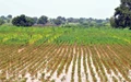 Excessive Rainfall Hampers Rabi Crops in Karnataka