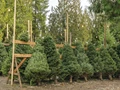 5 Tips to Take Care of Your Christmas Tree Before