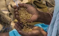 Area Under Rabi Crops Increases 6%; Wheat Acreage Rises 5.4%