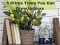 5 Citrus Trees You Can Grow Indoors