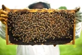 New Study Sheds Light on How CO2 Affects Bee Reproduction