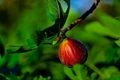 A Complete Guide on How to Grow Sweet Fig Plant (Anjeer)