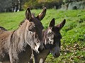 9 Amazing Benefits of Donkey Milk