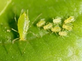 Common Insect and Pests in Agriculture