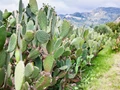 ‘Cactus Plantation and its Economic Usage,’ Discusses Giriraj Singh