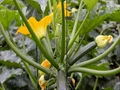 Zucchini Farming: Step-by-Step Guide on How to Grow Zucchini