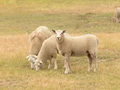 Sheep Farming: Common Mistakes and How to Avoid Them