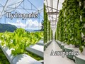 Hydroponics vs Aeroponics: Which One is Better?