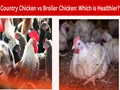 Country Chicken vs Broiler Chicken: Which is Healthier?