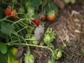 Pests and Diseases in Strawberry: How to Identify and Control Them