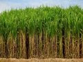 Sugarcane Farmers in Haryana Demand SAP Hike to Rs. 450 pq