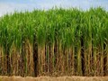 Sugarcane Farmers in Haryana Demand SAP Hike to Rs. 450 pq