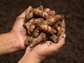 Turmeric – Brief on sowing till harvesting