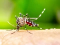 Signs, Symptoms, and Precautions for Mosquito-borne Zika Virus