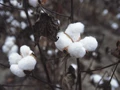 Cotton Export Estimated at 40 Lakh Bales in 2022-23