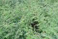 IARI Develops New Drought Tolerant Variety of Chickpea