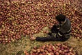 J-K Govt Forms Panel to Draft Export Promotion Policy for Agri Commodities