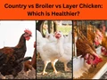 Poultry Farming: Know the Difference Between Country, Broiler and Layer Chicken