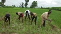 Nigeria Launches 10-Year Document to Achieve Rice Self-Sufficiency