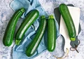 Zucchini Cultivation: Pests and Disease Management; How to Identify, Prevent & Treat Them?