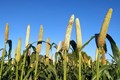 Know About Different Types of Millet