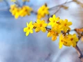 How To Grow and Care for Winter Jasmine