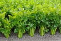 How to Grow Celery: Brief Guide on Varieties, Cultivation and How to Harvest