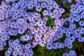 Step-by-Step Guide on How to Grow and Manage Aster Plants