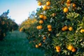 Sweet Orange Cultivation Guide: Popular Varieties and How to Grow Them
