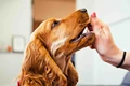Quick & Easy Ways of Giving Pills to your Dog