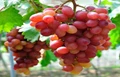 9 Rarest Grape Varieties