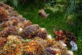 RSPO to Build Awareness on Sustainable Oil Palm Ecosystem