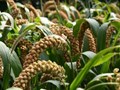 International Year of Millets 2023 Kick Starts Today