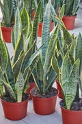 List of Rare Snake Plant Varieties in the World