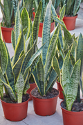 List of Rare Snake Plant Varieties in the World