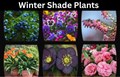 Popular Winter Shade Plants for Your Garden