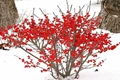 How to Care for Your Winterberry Holly Plants?