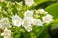 10 Fragrant Night Flowering Plants for Your Garden