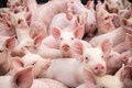 Pig Farming: 7 Important Pig Breeds in India