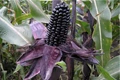 What Makes Purple Corn Purple? Check out Some Interesting Facts