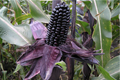 What Makes Purple Corn Purple? Check out Some Interesting Facts