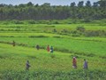 NABARD Launches Model Millet Project in Various Districts of Assam