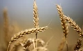 Wheat Crisis: Pakistan Farmers Request Govt to Declare ‘Agricultural Emergency’