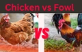 Chicken Vs Fowl: What’s the Difference Between the Two?