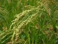 Little Millet: A Dryland Drought Tolerant Millet