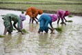 Kharif Planting Increases; Crosses 100-Million-Hectare Mark