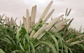 How to Improve Millet Yield?