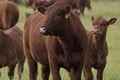 5 Profitable Cattle Business: Tips for Purchasing and Selling Cattle